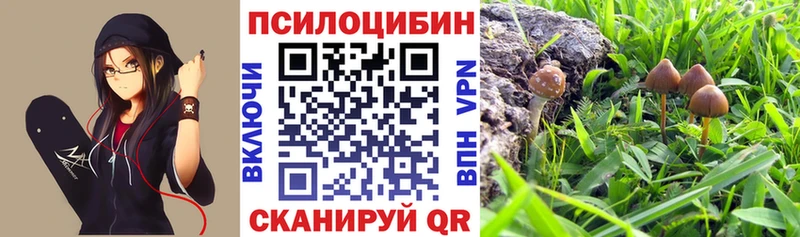 купить наркотики сайты  Краснознаменск  мориарти какой сайт  Галлюциногенные грибы Psilocybine cubensis 